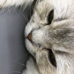 Profile Picture of Brandon Shirley (@a584296959) on Instagram