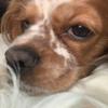 Profile Picture of Cody Cromer (@@codycromer206) on Tiktok