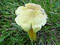 Hygrocybe citrinovirens - Wikipedia Profile Picture of Hygrocybe citrinovirenson Wikipedia