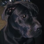 Profile Picture of Alex Swindells (@alex_and_nala69) on Instagram