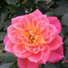 Profile Picture of Ursula Meyer (@UrsulaM41930336) on Twitter