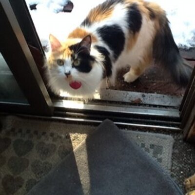 Profile Picture of Robin Macknicki (@weazy60) on Twitter