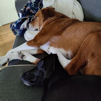 Profile Picture of Tommy Deeeeeee (@NostraDemkiw) on Twitter