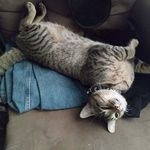 Dwayne Ballard - Instagram Profile Picture of Dwayne Ballard (@roosterandladyrooster) on Instagram