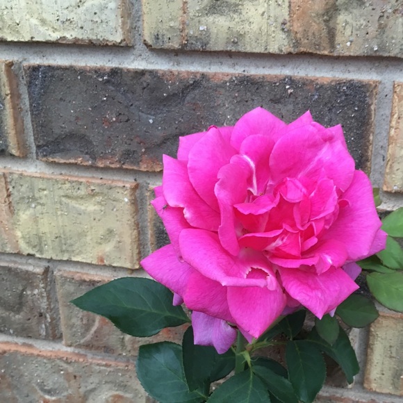 Profile Picture of Lucia Madrigal (@lucy8619) on Poshmark