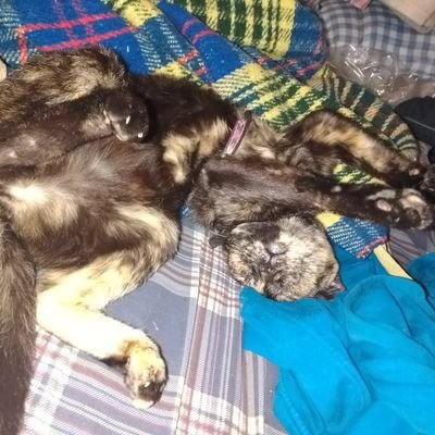 Profile Picture of Luke Cypher. (@AL_BlackWolf) on Twitter