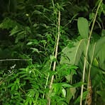 Profile Picture of Laden Rey (@Laden-Rey) on Facebook