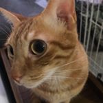 Cyrus Chan 🇭🇰🇨🇦 - Instagram Profile Picture of Cyrus Chan 🇭🇰🇨🇦 (@cyrusbrendan427) on Instagram