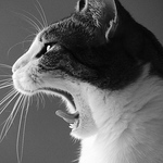 Profile Picture of William Gosset (@willphotographe) on Flickr