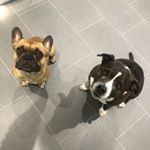 Profile Picture of Misty&Reggie🐶🐶 (@mistyreginald) on Instagram