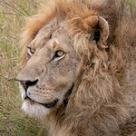 Profile Picture of Joe Cardwell (@joecardwell32) on Flickr