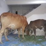 Profile Picture of Ph Nando Singh (@lairenjam.nando) on Instagram