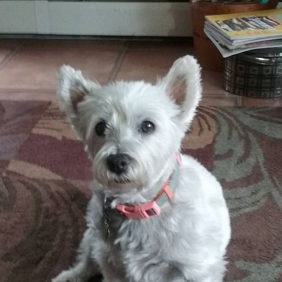 Profile Picture of Janis Graslie (@janisgraslie) on Poshmark