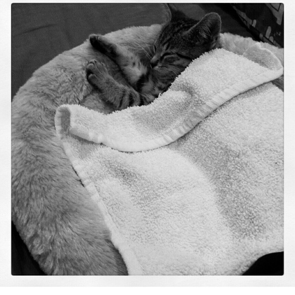 Profile Picture of Nicole Harshman (@nicoleharshman) on Poshmark