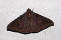 Profile Picture of Platyjaon Wikipedia
