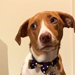 Profile Picture of Henry Hermann Oswald The Firth (@henry.the.catahoula) on Instagram