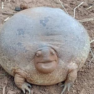 Profile Picture of Kamorisen (@roberttraina38) on Tiktok