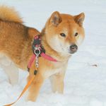 Profile Picture of Kaoru (@55keikei) on Instagram