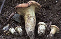 Profile Picture of Gloeocantharellus purpurascenson Wikipedia