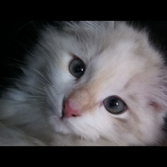 Profile Picture of Hannah Mignault (@hvm102) on Poshmark