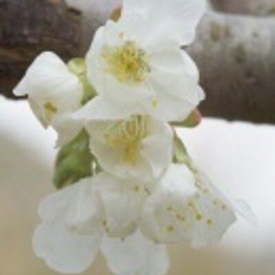 Julia - Twitter Profile Picture of Julia (@JuliaTowers) on Twitter