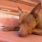 Profile Picture of Picerno Roberto (@roberto_tux65) on Instagram