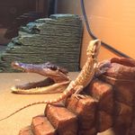 Profile Picture of Controlled By Austin Clough🐉 (@mushu.here) on Instagram