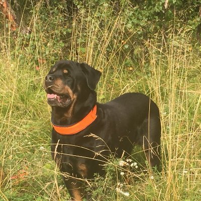 Profile Picture of Jacob Wikström (@JacobWikstrom) on Twitter