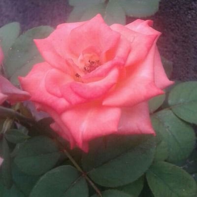 Profile Picture of Rosa Caldera (@Rositacaldera) on Twitter