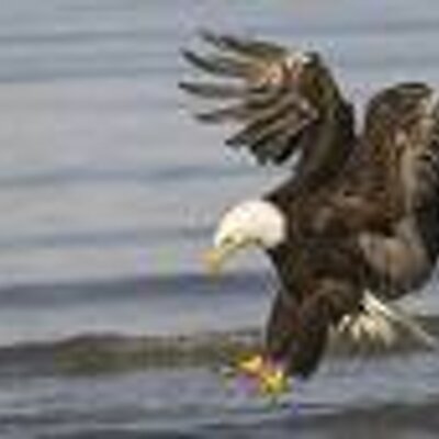 Profile Picture of Dave Hoopes (@birdman561) on Twitter