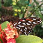 Profile Picture of Sarah Branston (@pinellascountygardening) on Instagram