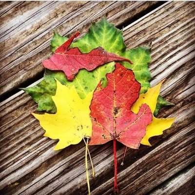 Profile Picture of Joe Hollomon (@hooter459) on Twitter