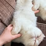 Profile Picture of Edward Dobbyn (@Edward-Dobbyn) on Facebook