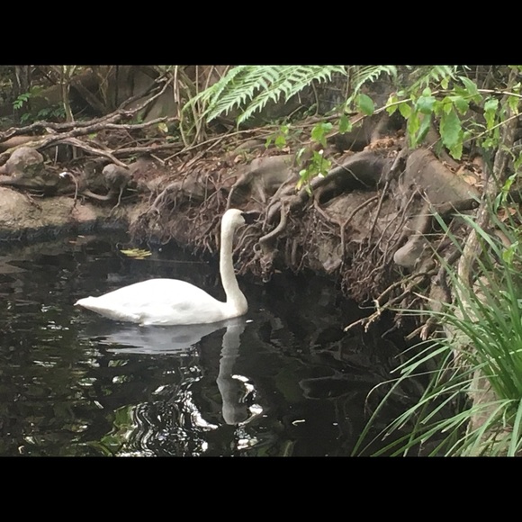 Profile Picture of Chomya Oo (@chomya) on Poshmark