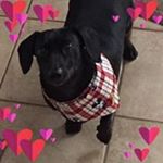 Profile Picture of Pat Bellew-Doolittle (@bellewdoolittle) on Instagram