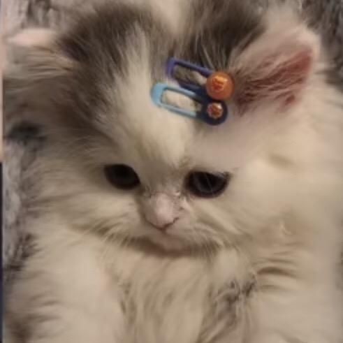 Robert Ferland - Tiktok Profile Picture of Robert Ferland (@robertferland206) on Tiktok