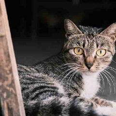 Profile Picture of Alice Tucker (@alice.tucker1) on Tiktok