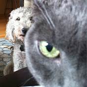 Profile Picture of Adam Bergman (@adambergy) on Youtube