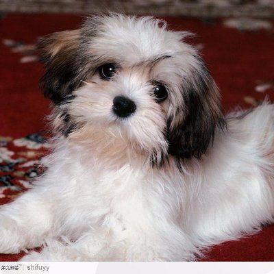 Profile Picture of 優美香(*´∀｀) (@WilliamDowdell9) on Twitter