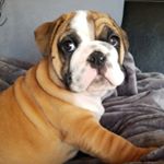 Profile Picture of King George (@george.theenglishbulldog) on Instagram