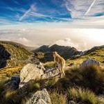 Profile Picture of Joshua Robertson (@dogs.feature.today) on Instagram