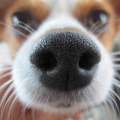 Profile Picture of Sean Roberts (@sarob) on Twitter