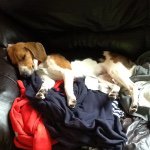 Profile Picture of Brandon Colborne (@sophieismypuppy16) on Instagram