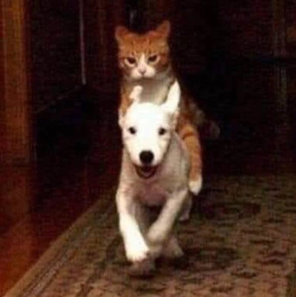 Profile Picture of Leonardo Jaramillo (@leonardojj) on Poshmark