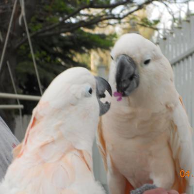 Profile Picture of Brooke Miner (@@Parrotrescueut) on Twitter