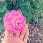Profile Picture of zahra Ansaripour (@zhrnsry.p) on Instagram