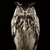 Profile Picture of Hani Mezaache (@hani-mezaache) on Quora