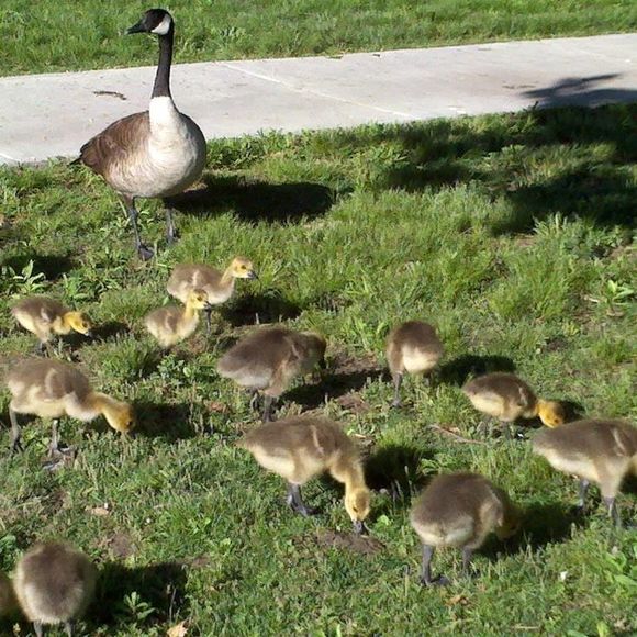 Profile Picture of Ginny Valleau (@gzolson2000) on Poshmark