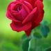 Profile Picture of Blanche Kohler (@blanche.kohler.315) on Facebook