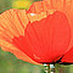 Chiara Ragona - Flickr Profile Picture of Chiara Ragona (@ragona.chiara) on Flickr